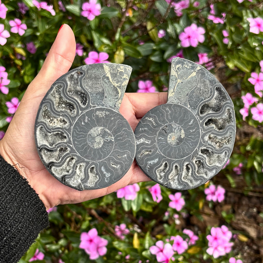 Black Ammonite Fossil Split Pair - Rare (with Pyrite)