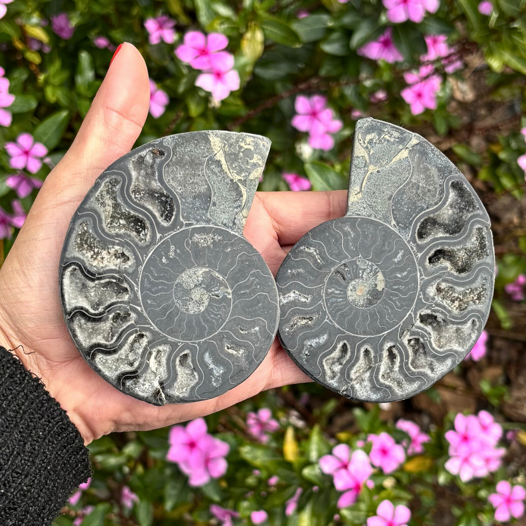 Black Ammonite Fossil Split Pair - Rare (with Pyrite)