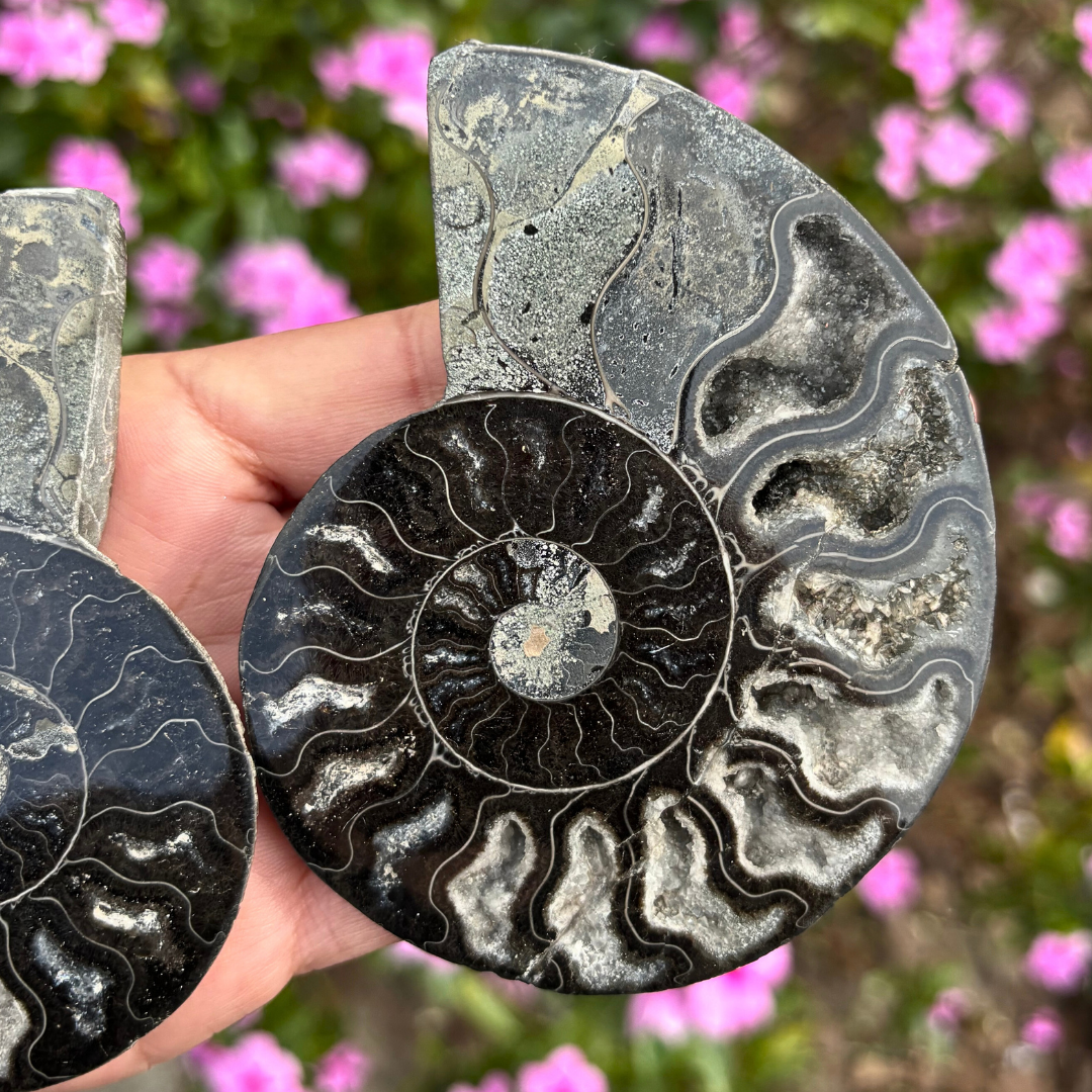 Black Ammonite Fossil Split Pair - Rare (with Pyrite)