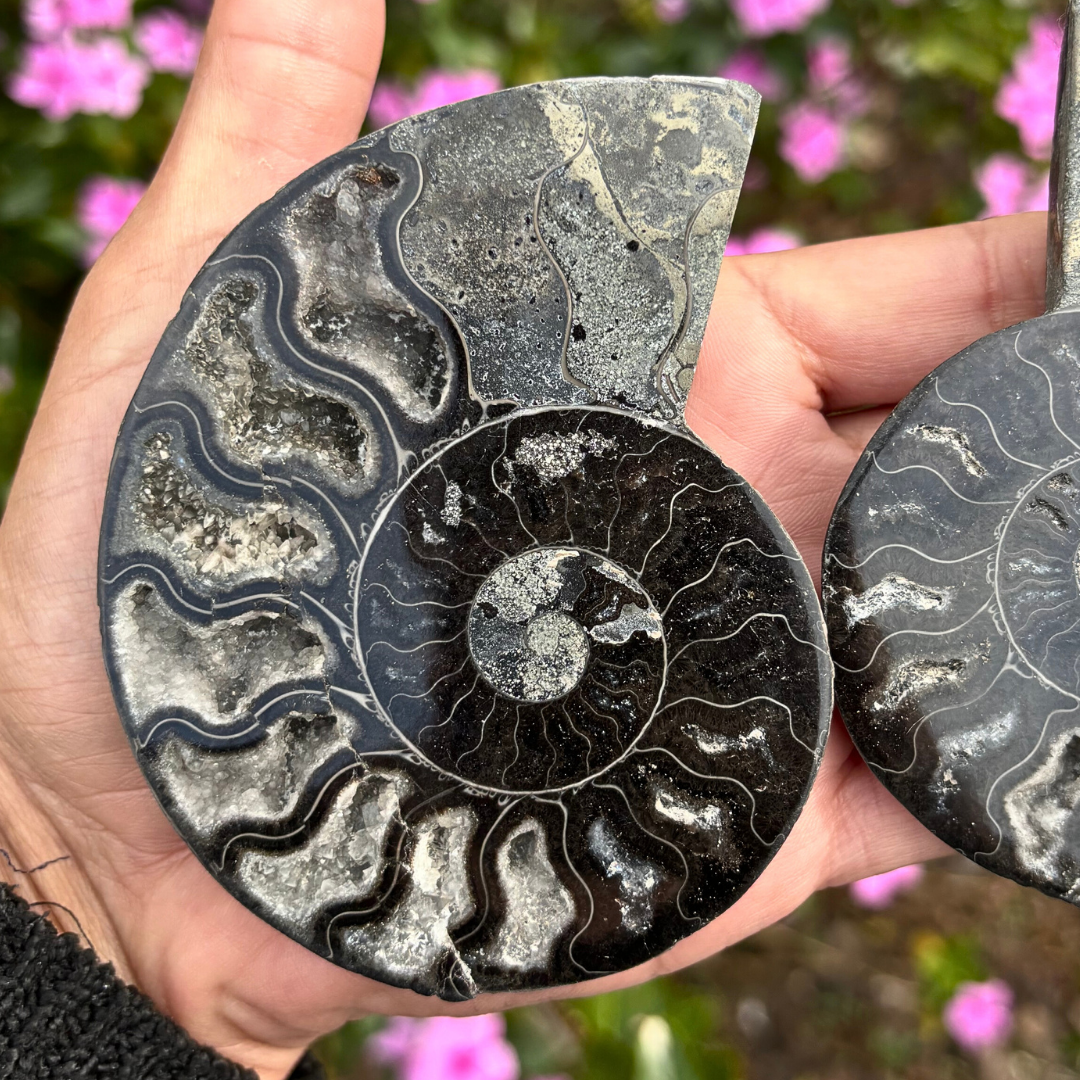 Black Ammonite Fossil Split Pair - Rare (with Pyrite)