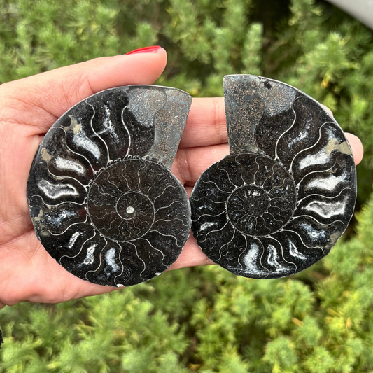 Black Ammonite Fossil Split Pair - Rare (with Pyrite)