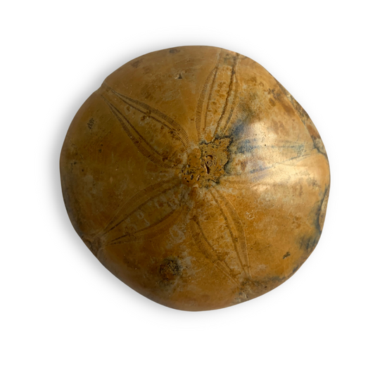 Polished Sand Dollar Fossil Specimen